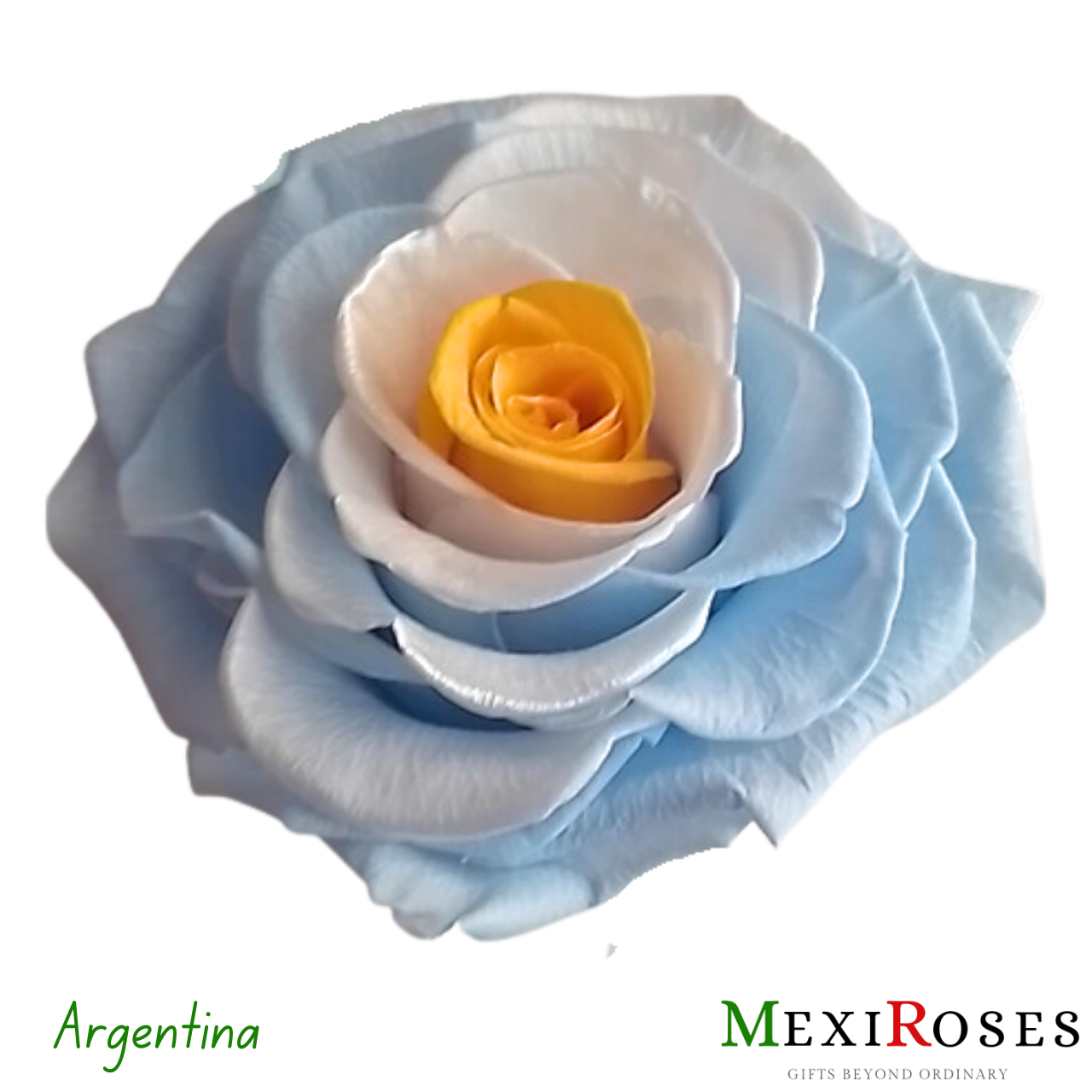 Sublime Rosa Jumbo 5 - Elegancia y alegria