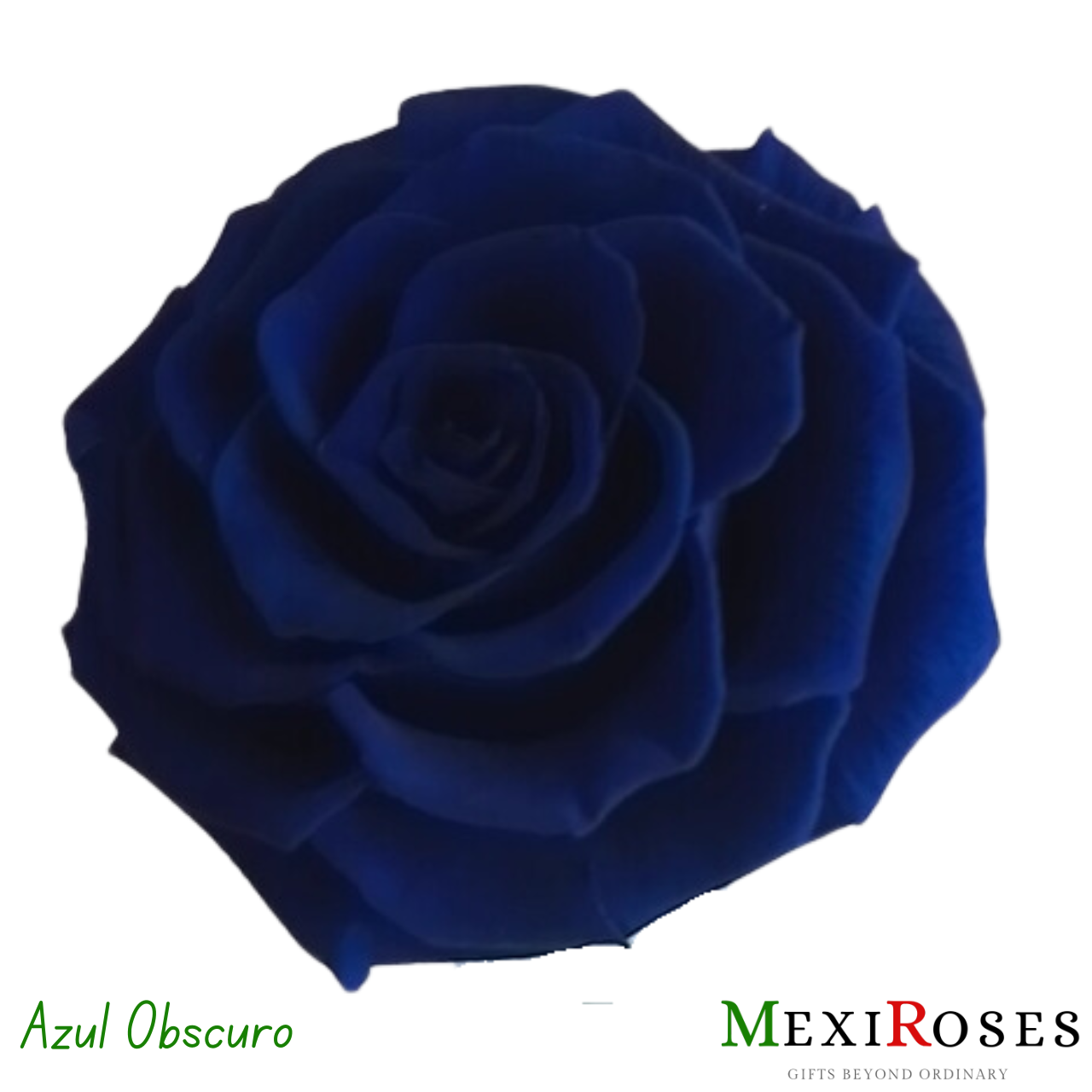 Sublime Rosa Jumbo 1 - Jardín de Rosas: