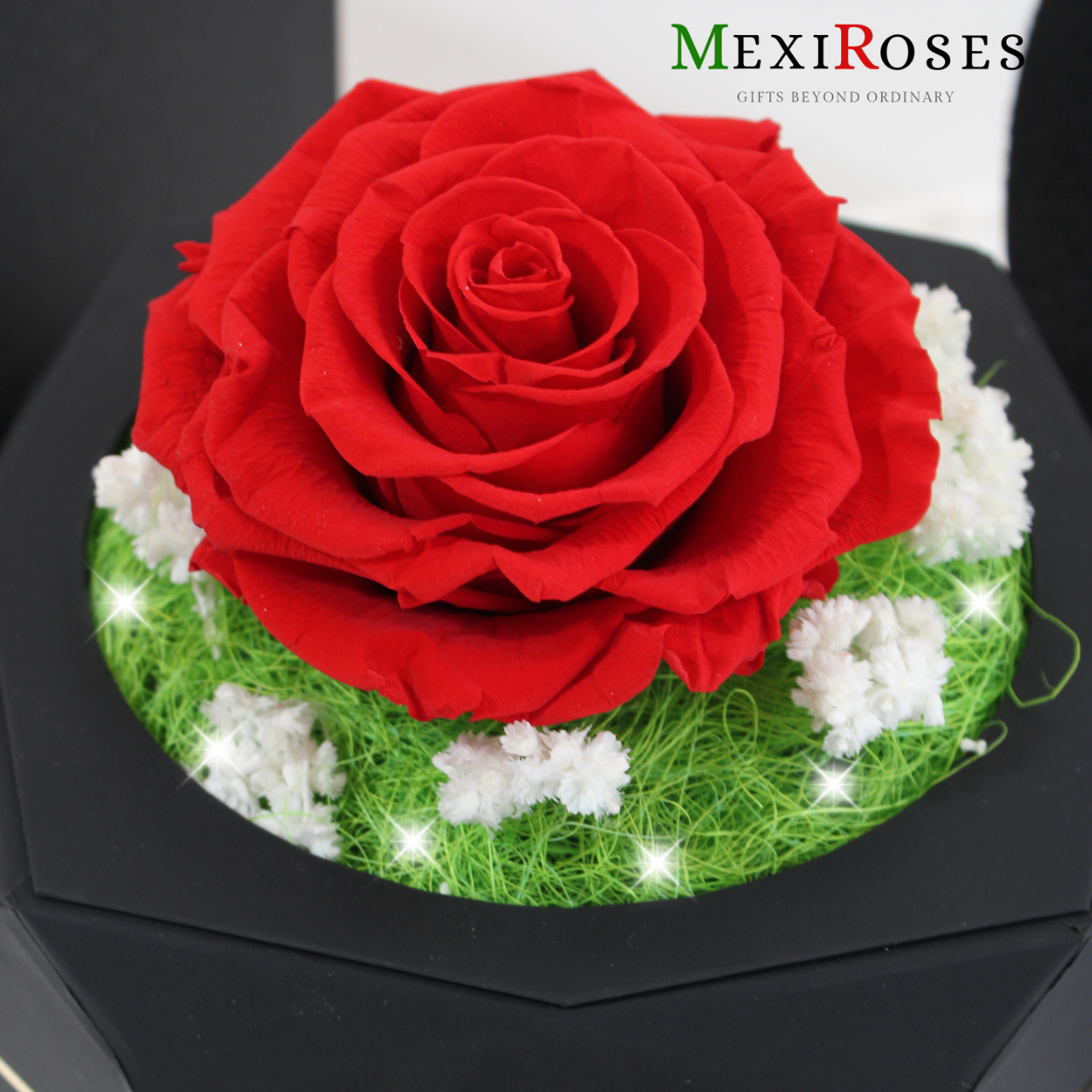 Combo Rosa Eterna Jumbo 11 - Belleza en todo momento