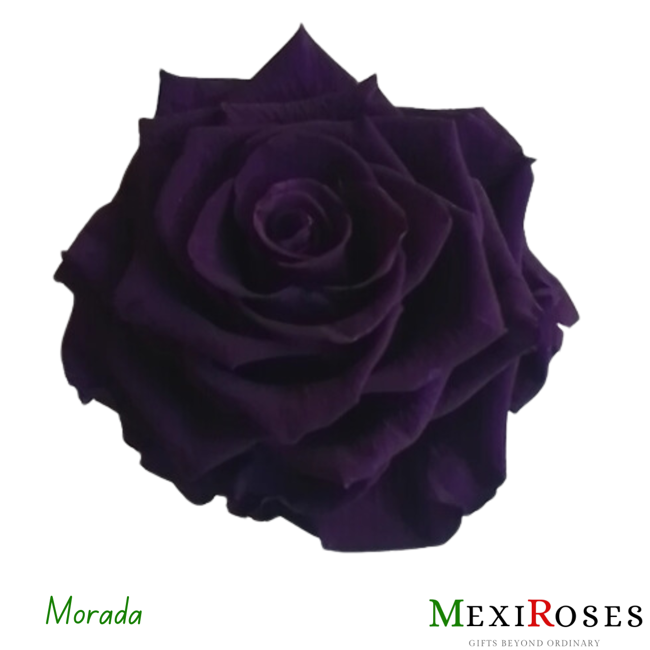 Sublime Rosa Jumbo 2 - Elegancia Nocturna