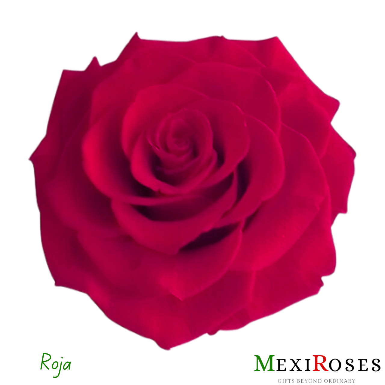 Sublime Rosa Jumbo 1 - Jardín de Rosas: